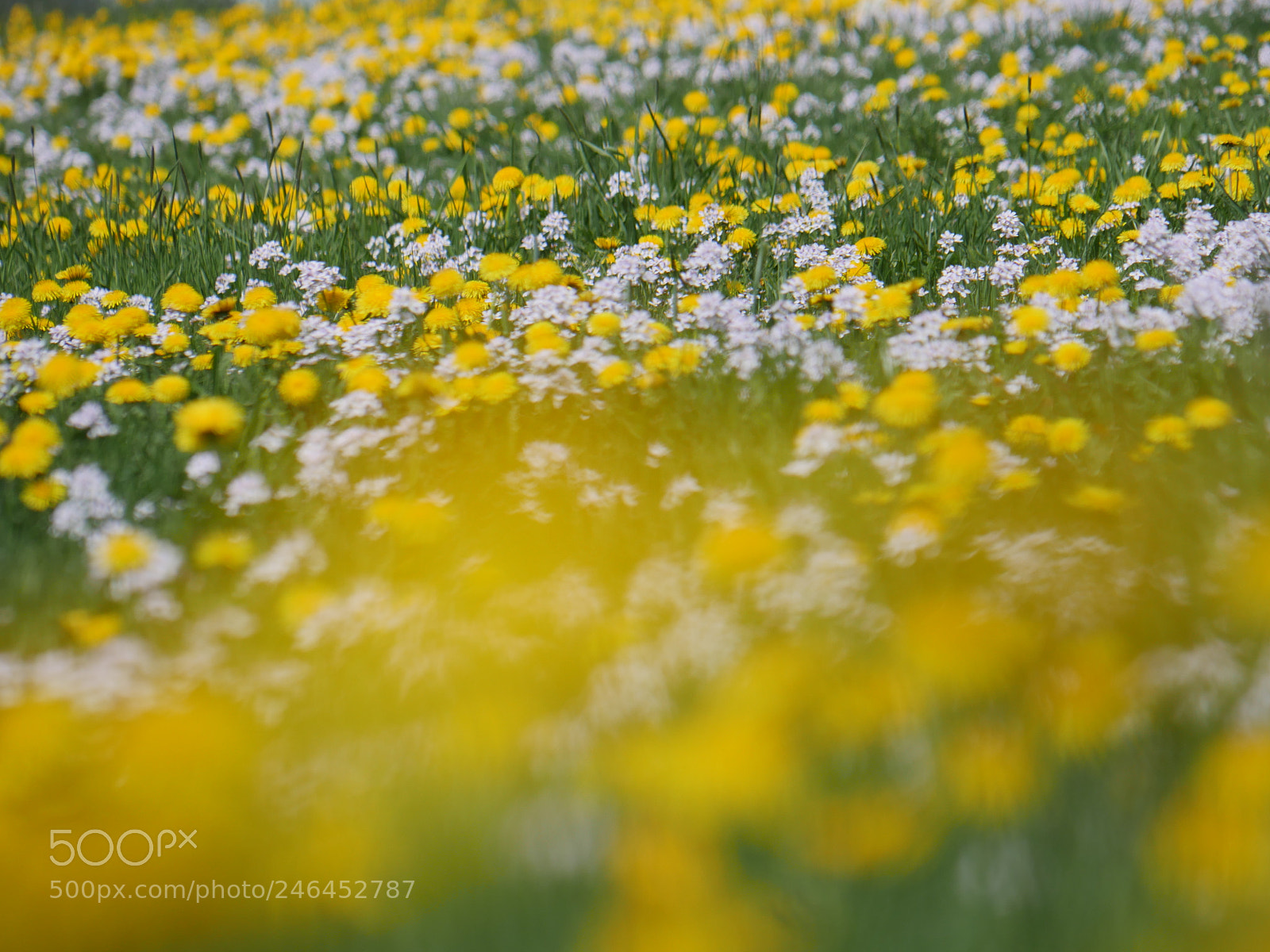 Panasonic Lumix DMC-GH4 sample photo. Flowered dandelion meadow photography