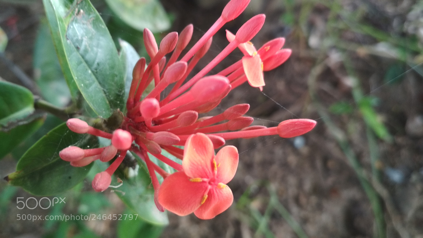 Xiaomi Redmi 4X sample photo. Flower 2018-6 photography