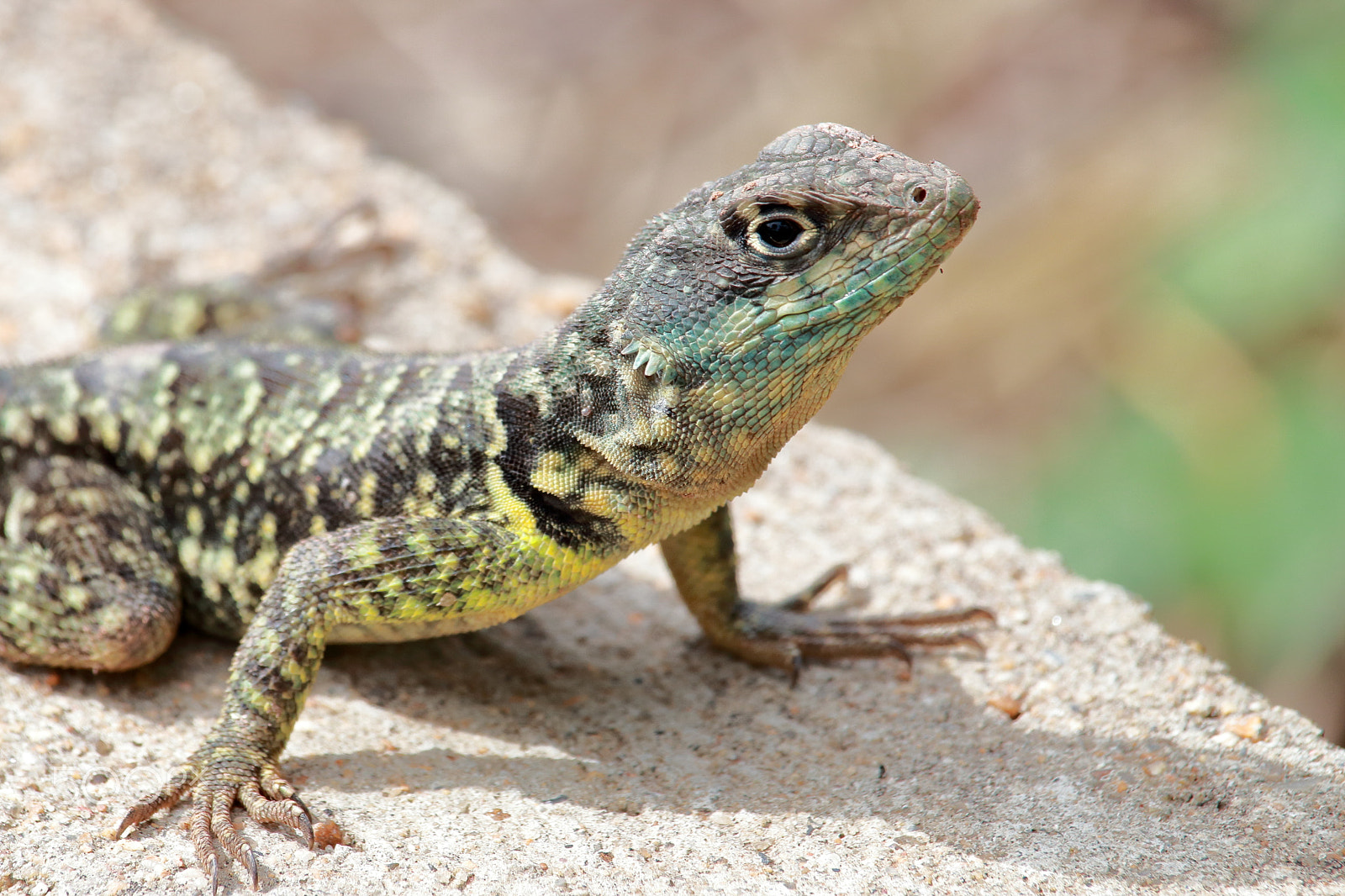 Canon EF-S 55-250mm F4-5.6 IS STM sample photo. Calango, the lizard photography