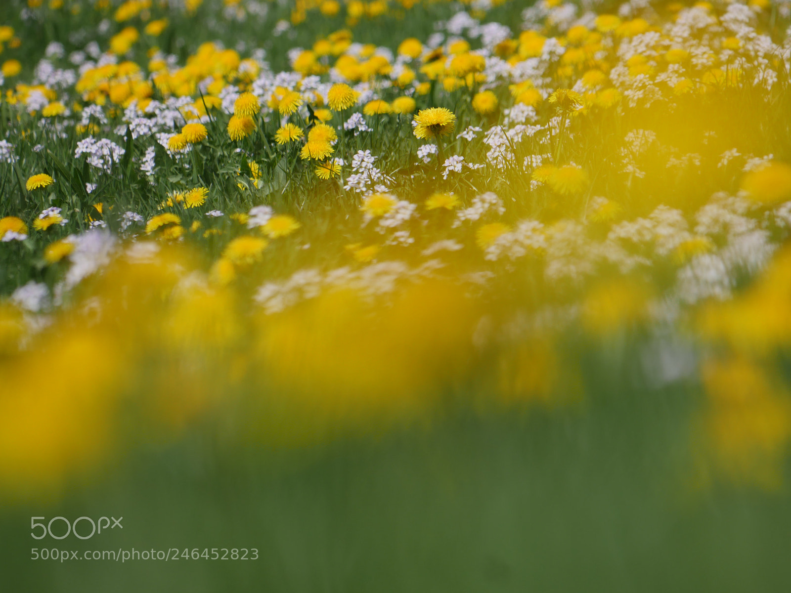 Panasonic Lumix DMC-GH4 sample photo. Flowered dandelion meadow photography