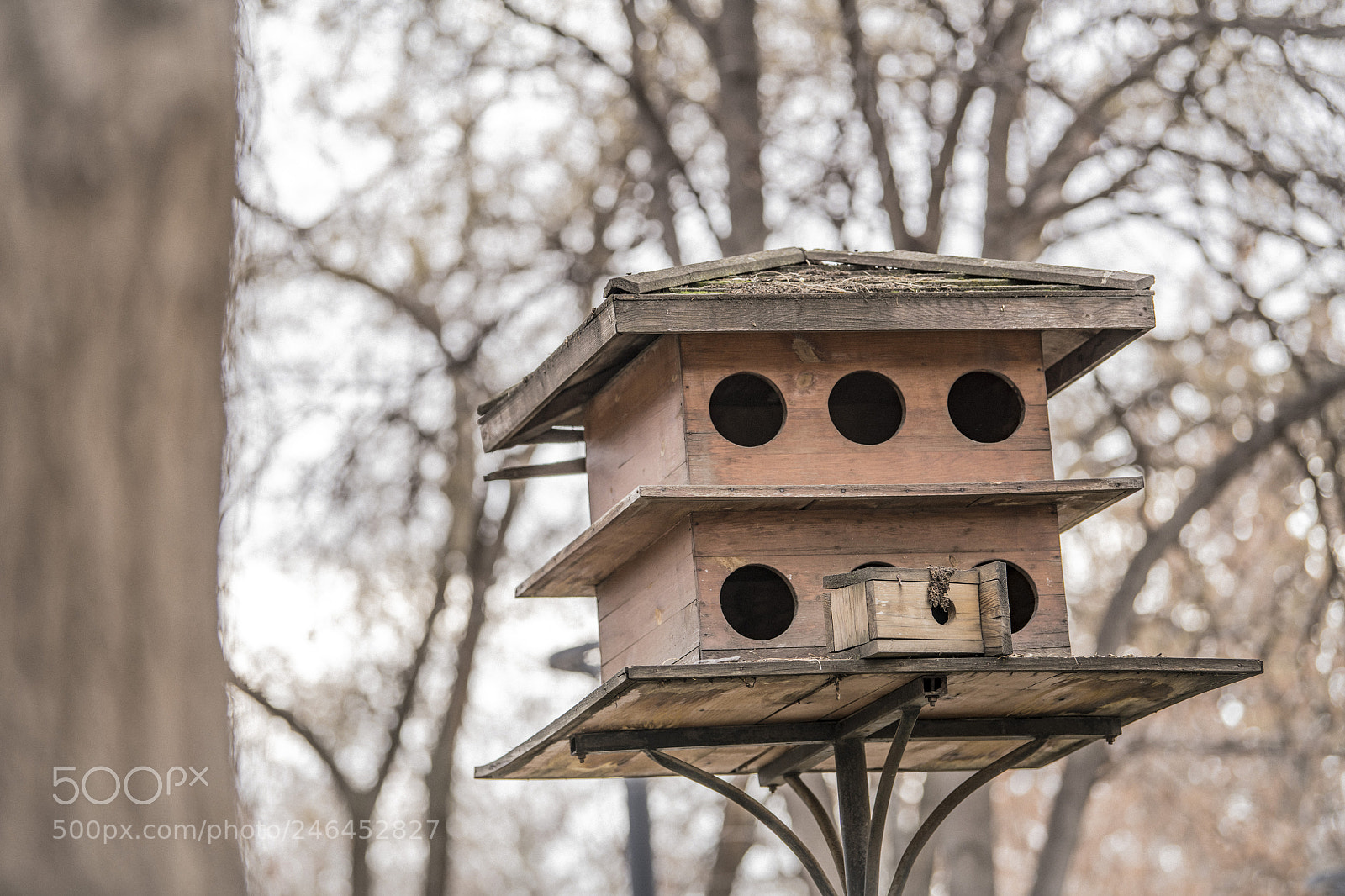 Nikon D850 sample photo. Bird house photography