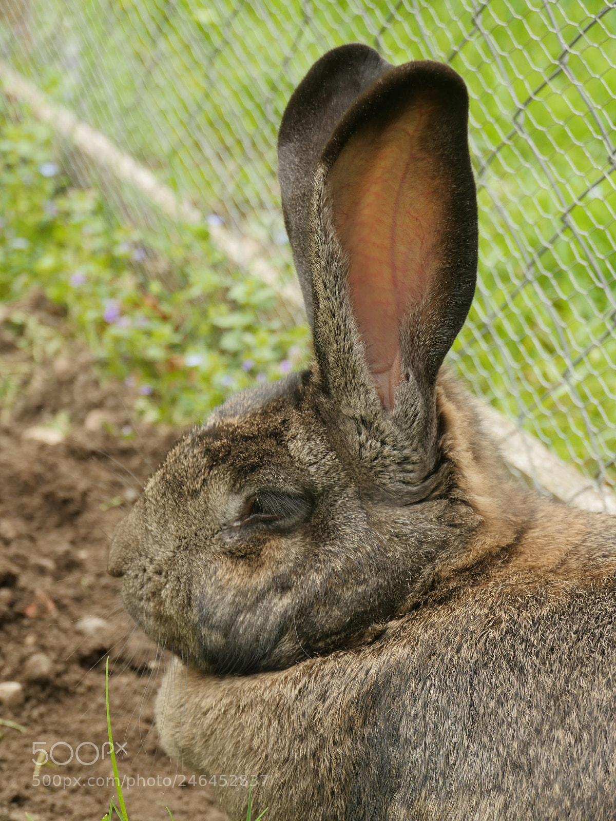 Panasonic Lumix DMC-GH4 sample photo. Bunny ears listening photography