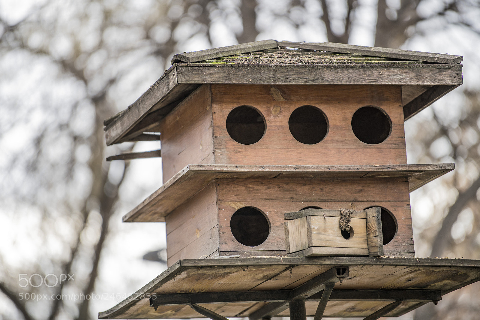 Nikon D850 sample photo. Bird house photography