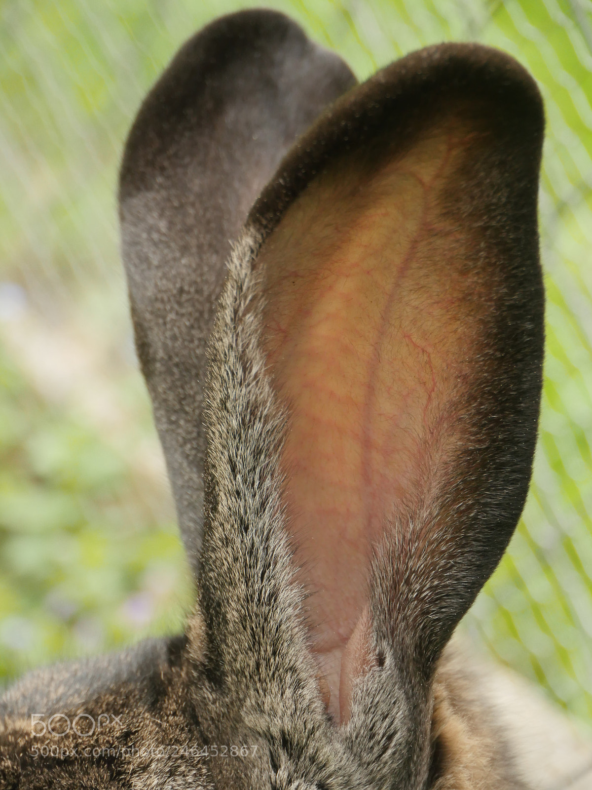 Panasonic Lumix DMC-GH4 sample photo. Bunny ears listening photography