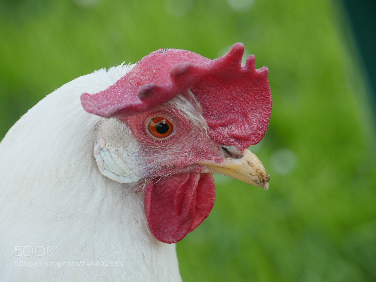Panasonic Lumix DMC-GH4 sample photo. Close-up of white cock photography