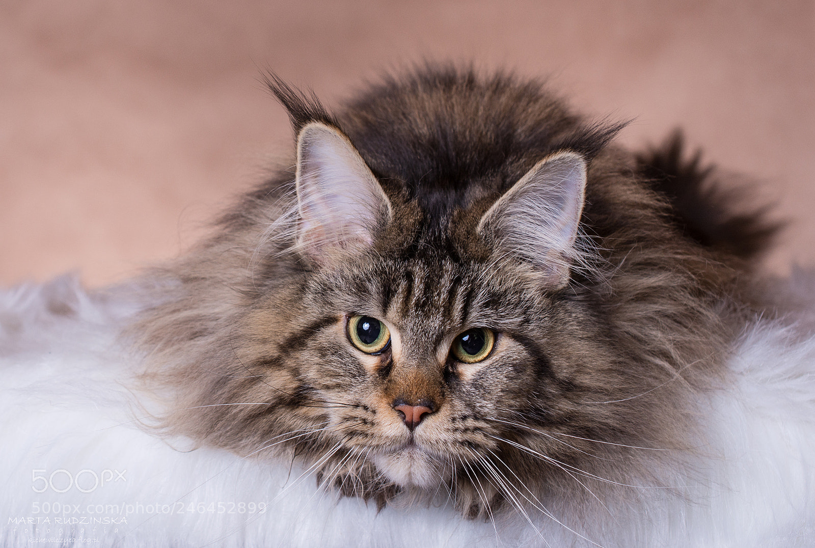Nikon D7100 sample photo. Elza fidelland*pl photography