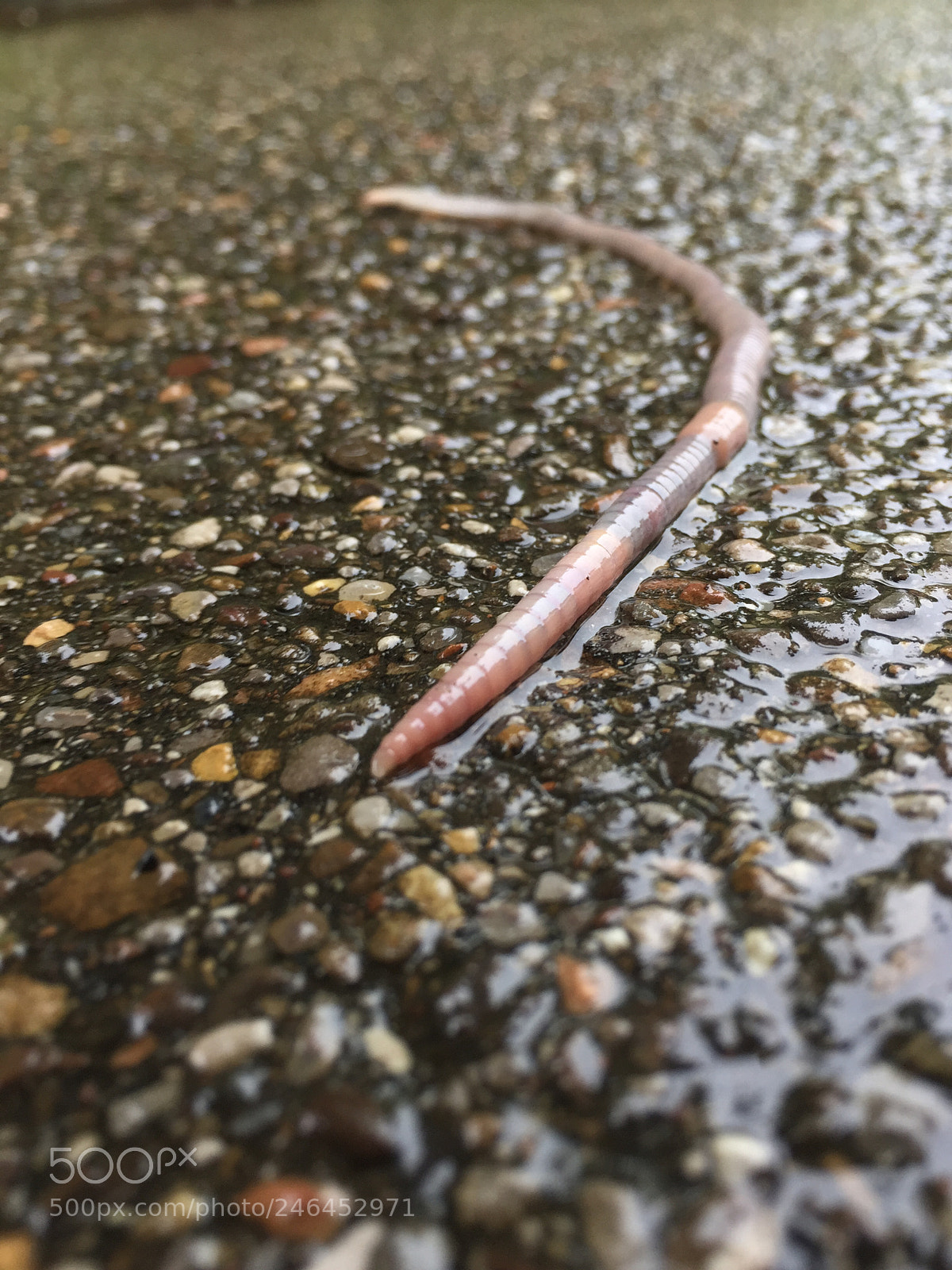 Apple iPhone 6 Plus sample photo. Earthworm on wet street photography