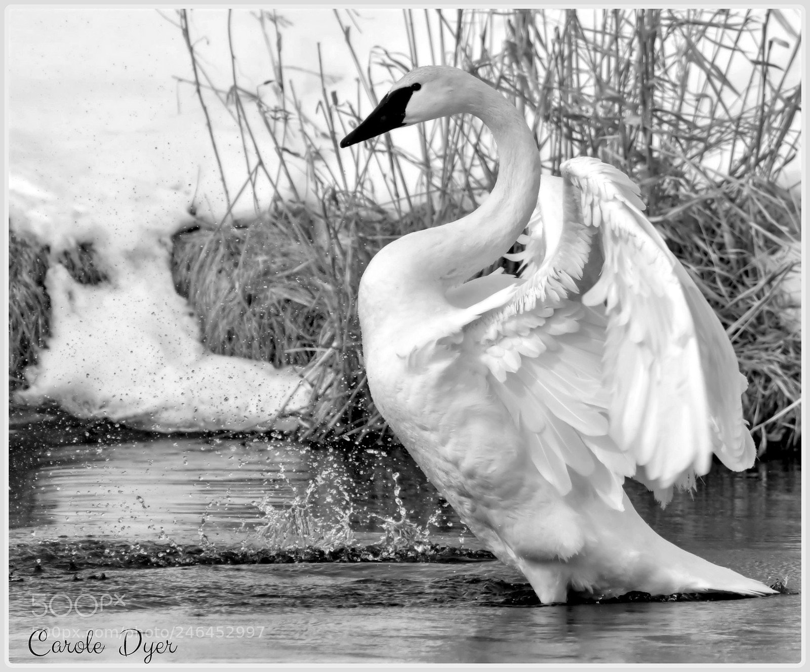 Nikon D5600 sample photo. Swan photography