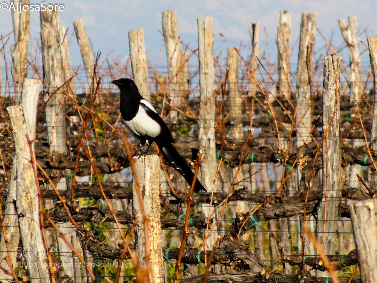 Sony Cyber-shot DSC-HX20V sample photo. Magpie photography