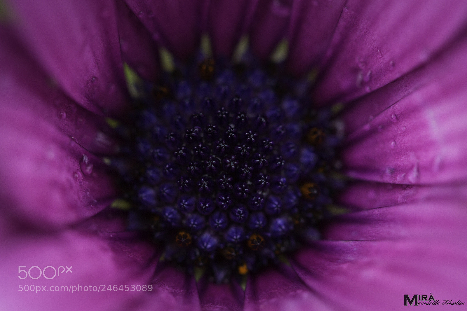 Canon EOS 7D sample photo. Blue star photography