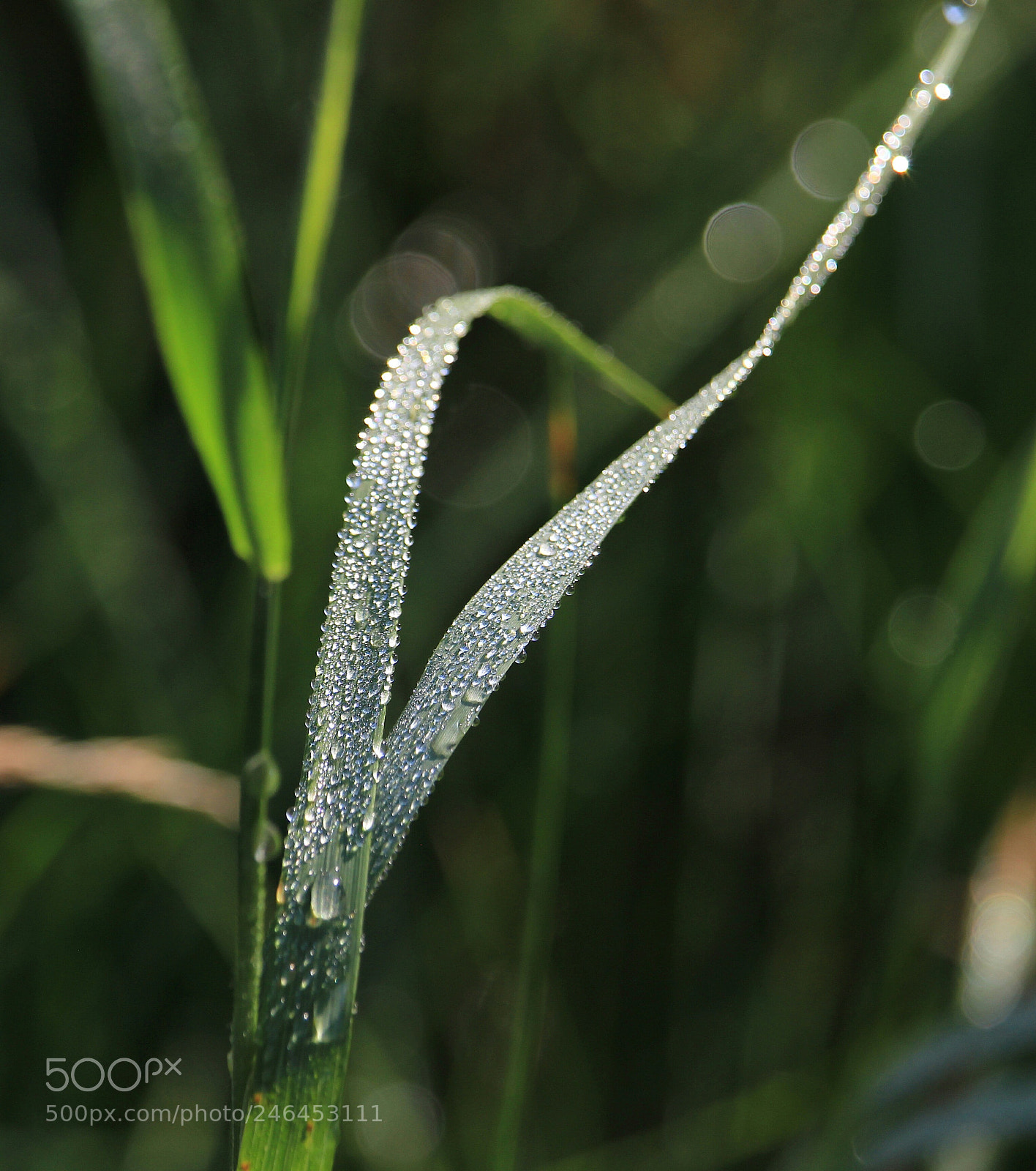 Canon EOS 100D (EOS Rebel SL1 / EOS Kiss X7) sample photo. Leaf photography