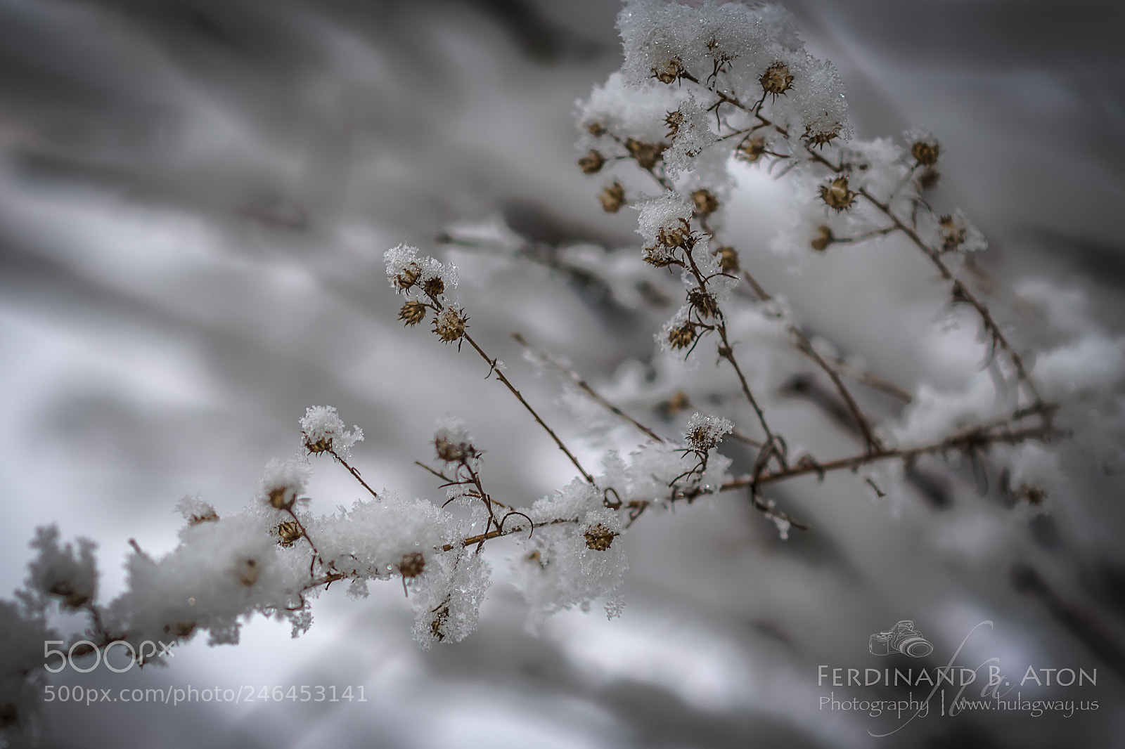 Nikon D800 sample photo. Fresh powder photography