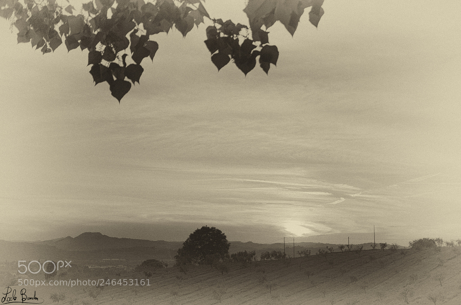 Nikon D5100 sample photo. Campagna photography