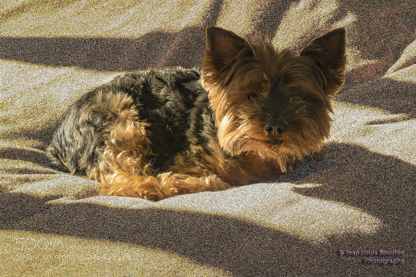 Canon PowerShot G7 X Mark II sample photo. Fuji the yorkie, a photography