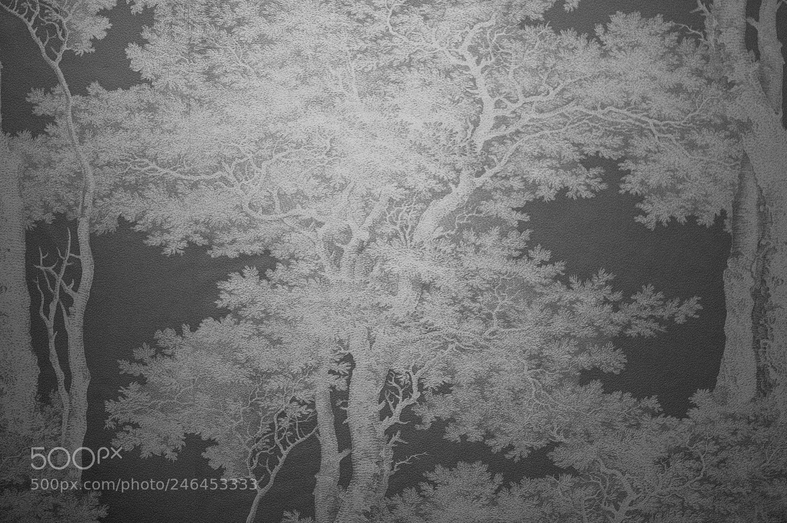 Nikon D300S sample photo. Japanese forest photography