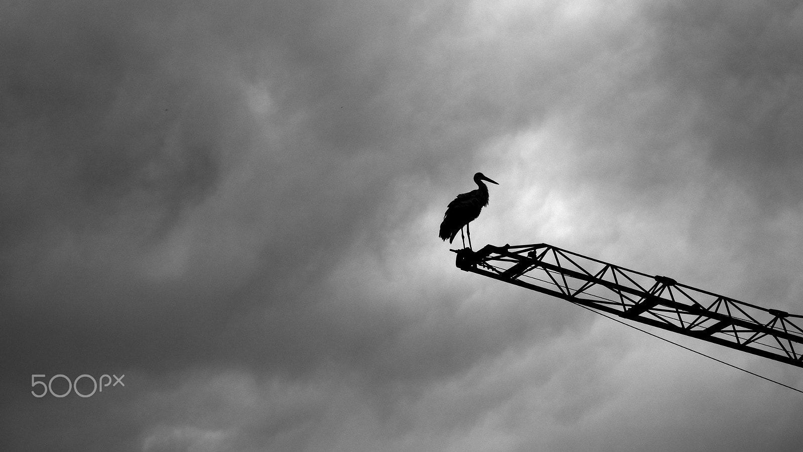 Nikon D3100 + Sigma 18-200mm F3.5-6.3 II DC OS HSM sample photo. Stork (threatening edition) photography