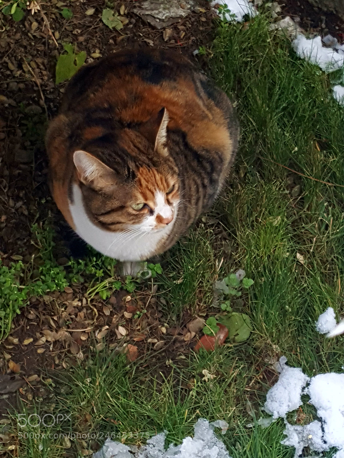 Samsung Galaxy Note5 sample photo. Caty photography