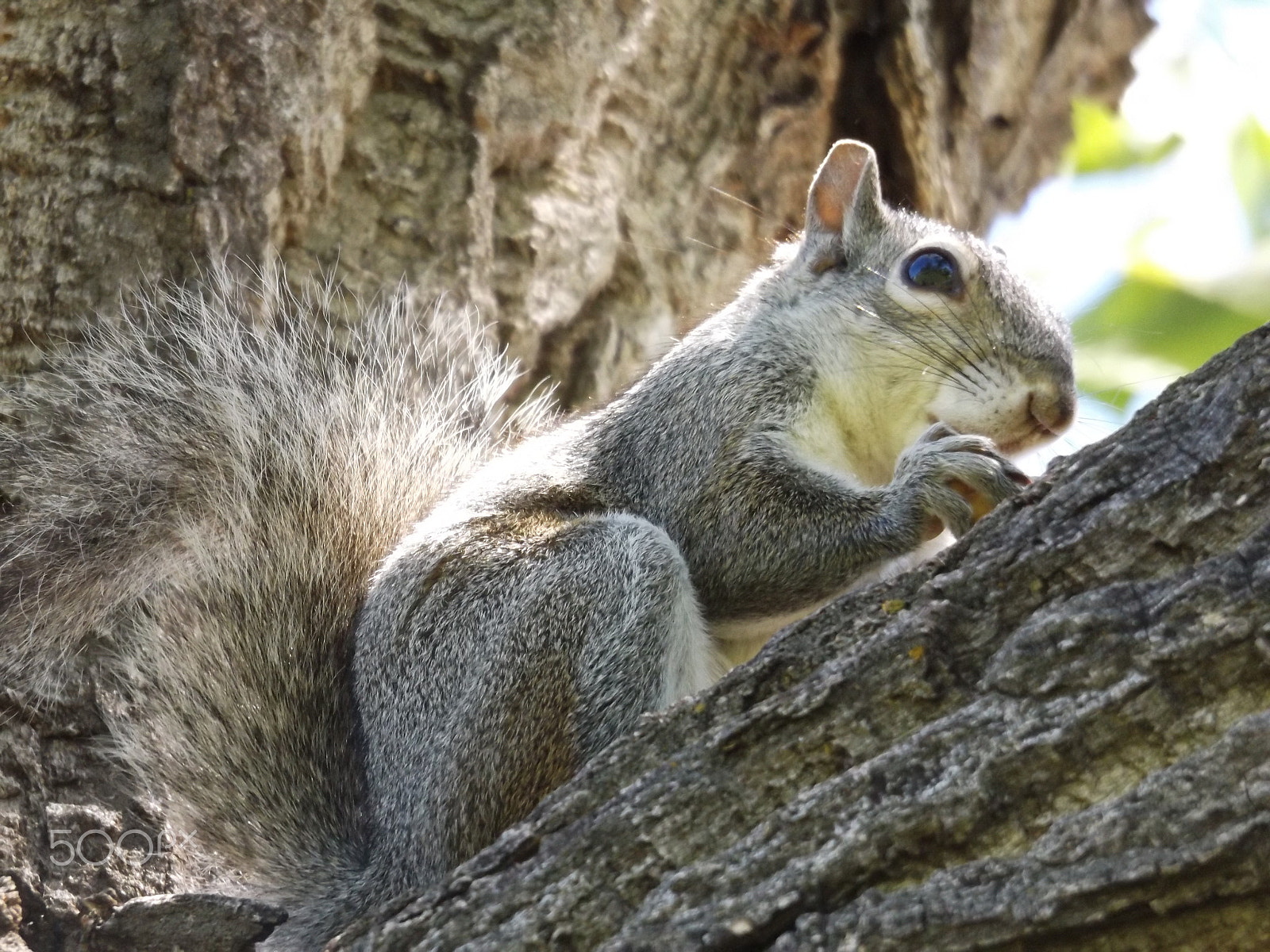 Fujifilm FinePix S8600 sample photo. Summer time squirrel photography