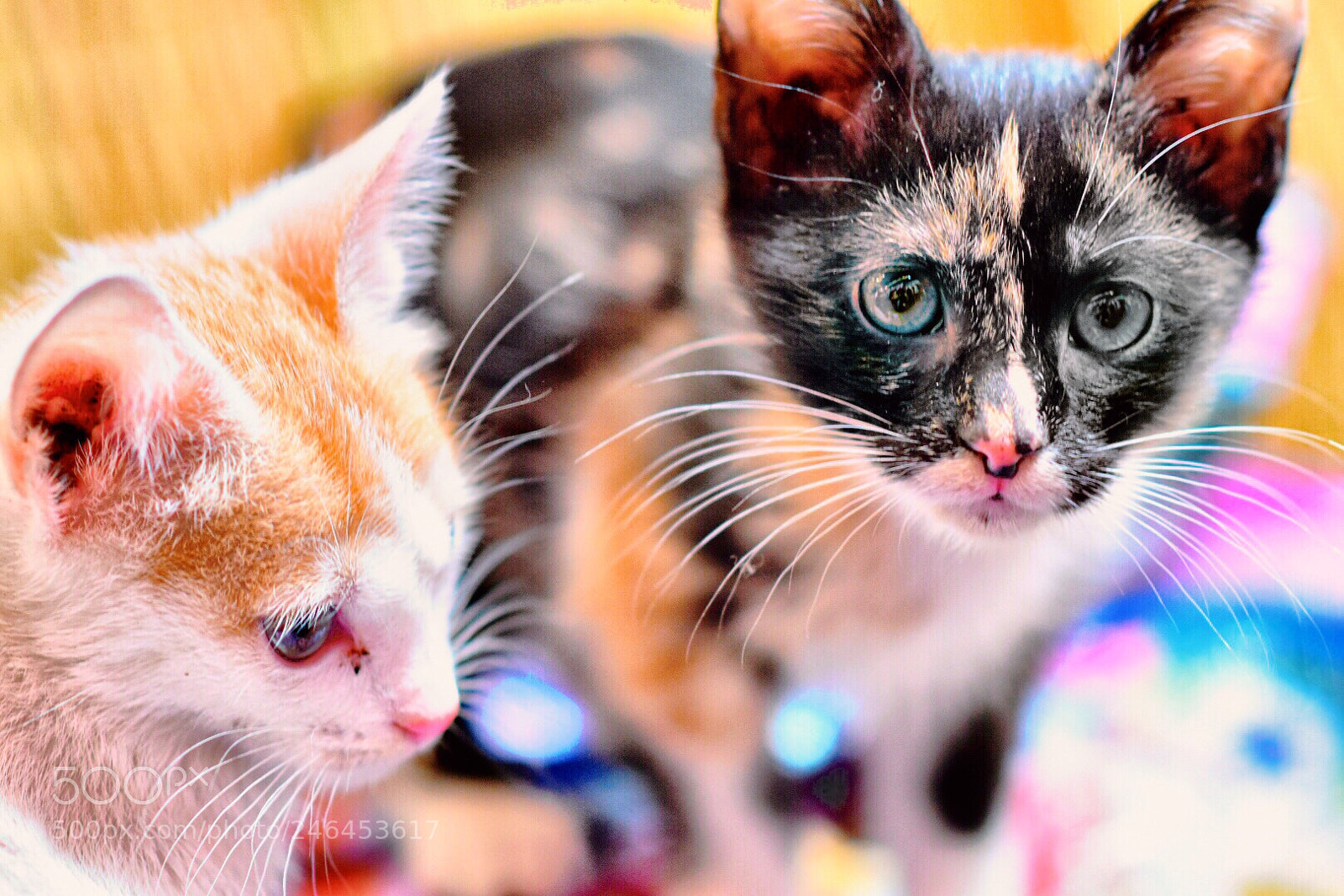 Nikon D5600 sample photo. Moroccan kitty photography