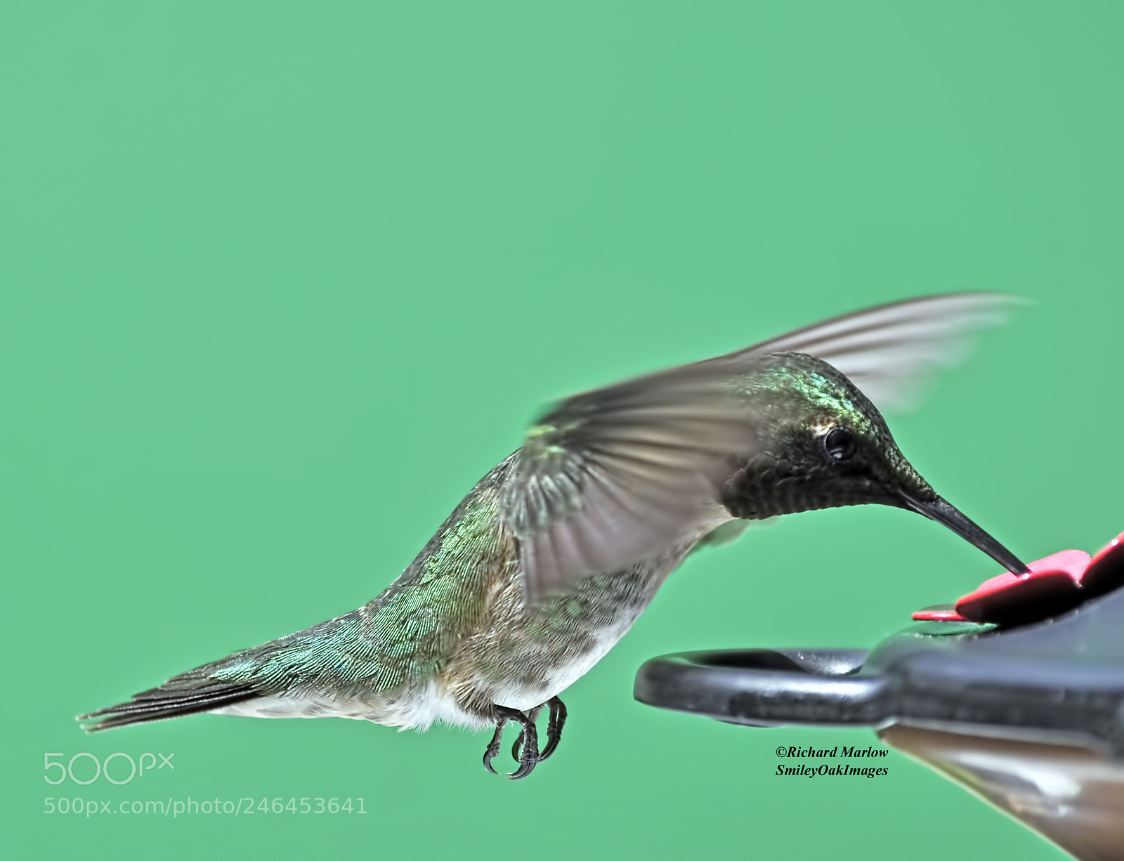 Nikon D5000 sample photo. Hummingbird photography