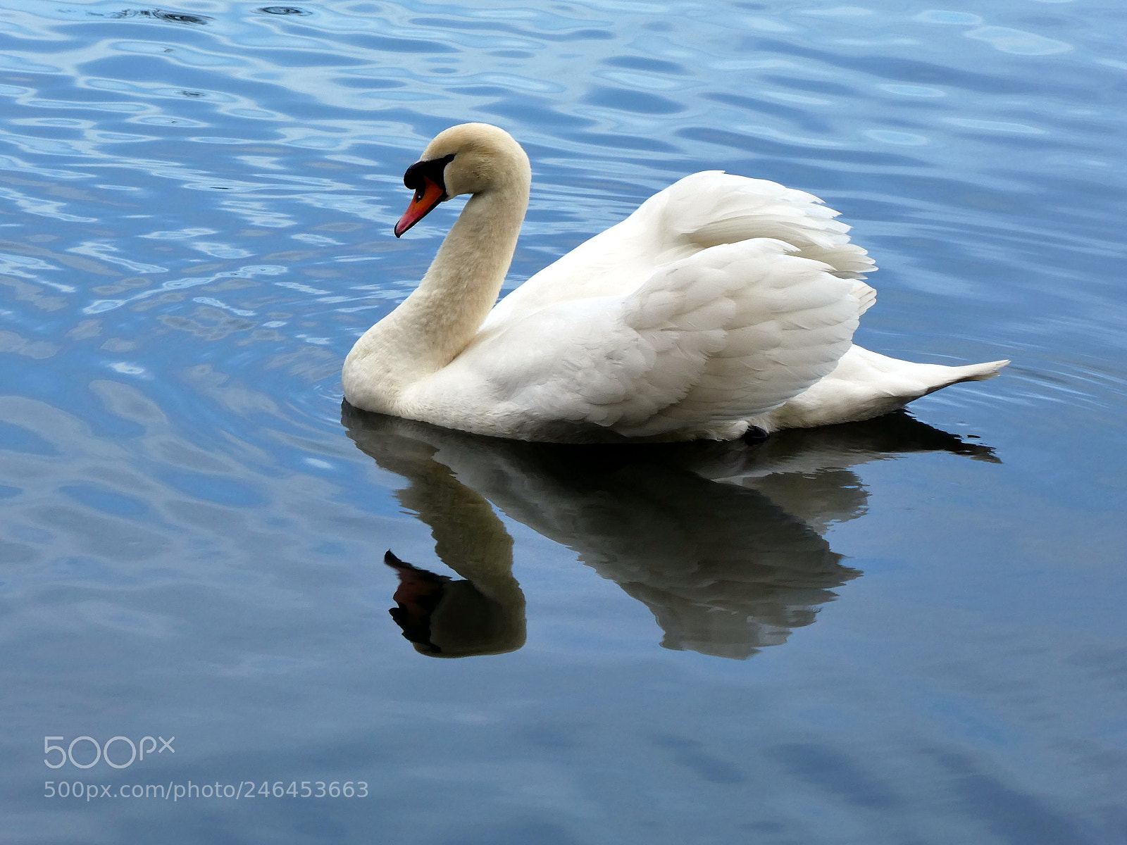 Panasonic DMC-TZ81 sample photo. Reflexion photography