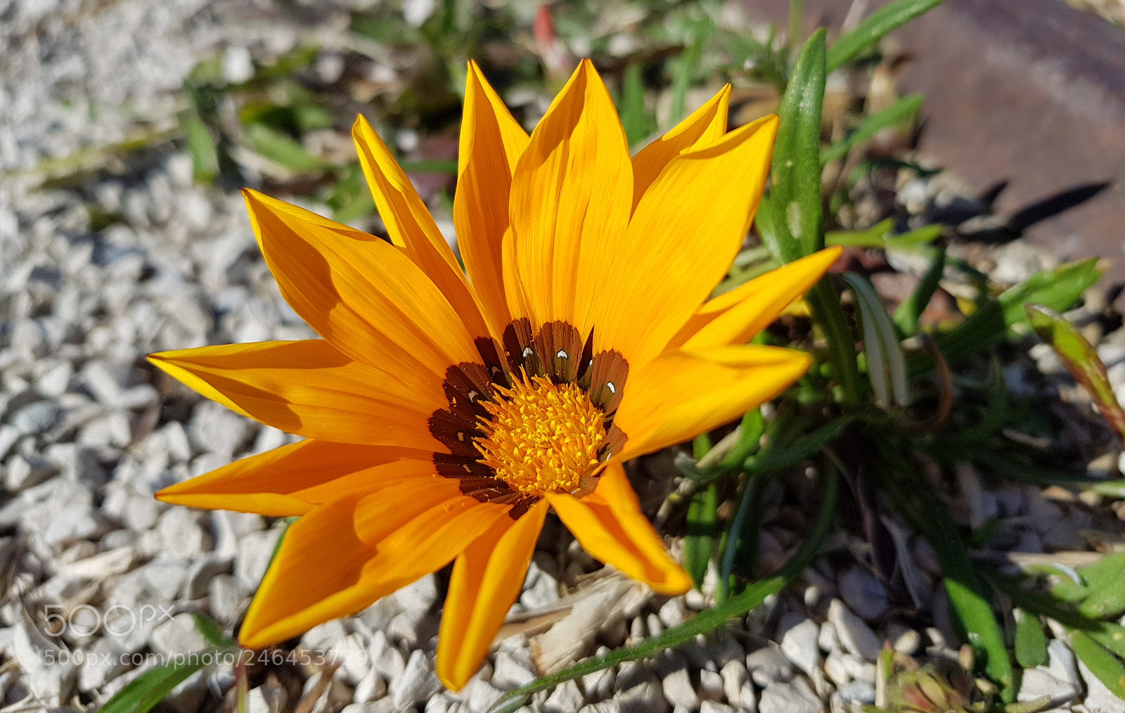 Samsung Galaxy S8 sample photo. Flor photography