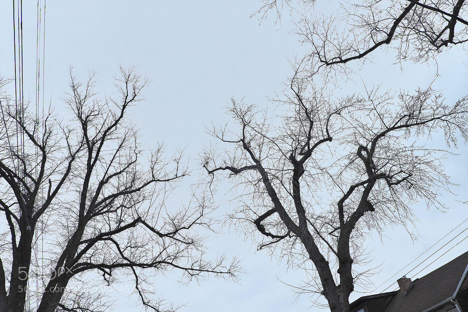 Fujifilm X-E2 sample photo. Contemplative branches photography