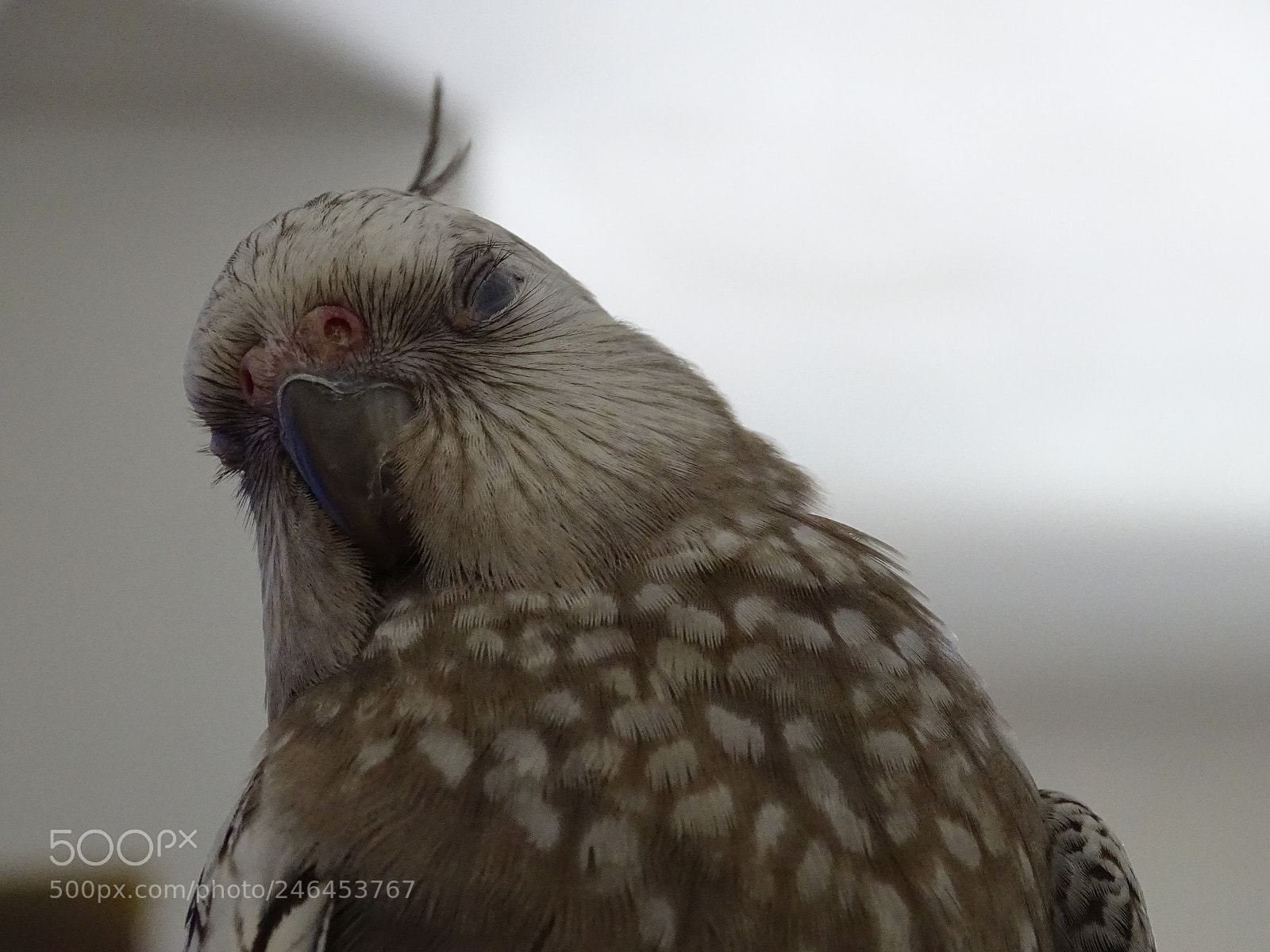 Sony Cyber-shot DSC-HX400V sample photo. Dsc photography