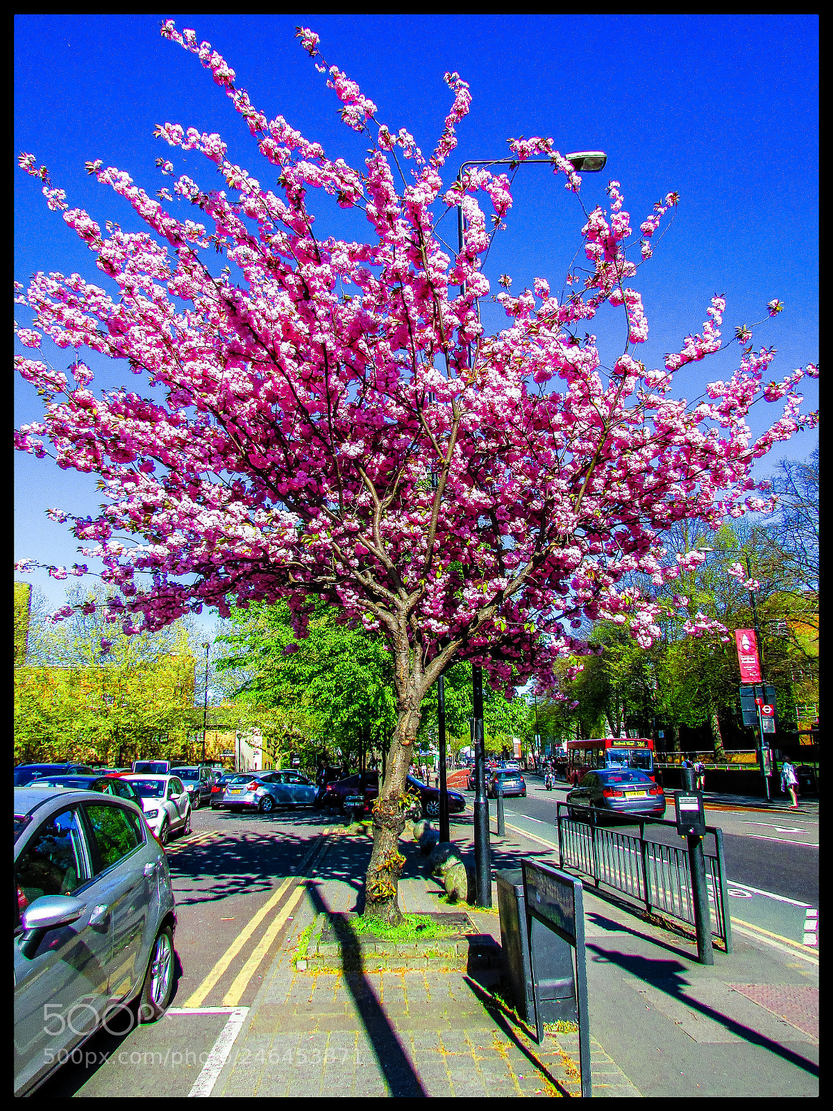 Canon PowerShot SX400 IS sample photo. The tree photography