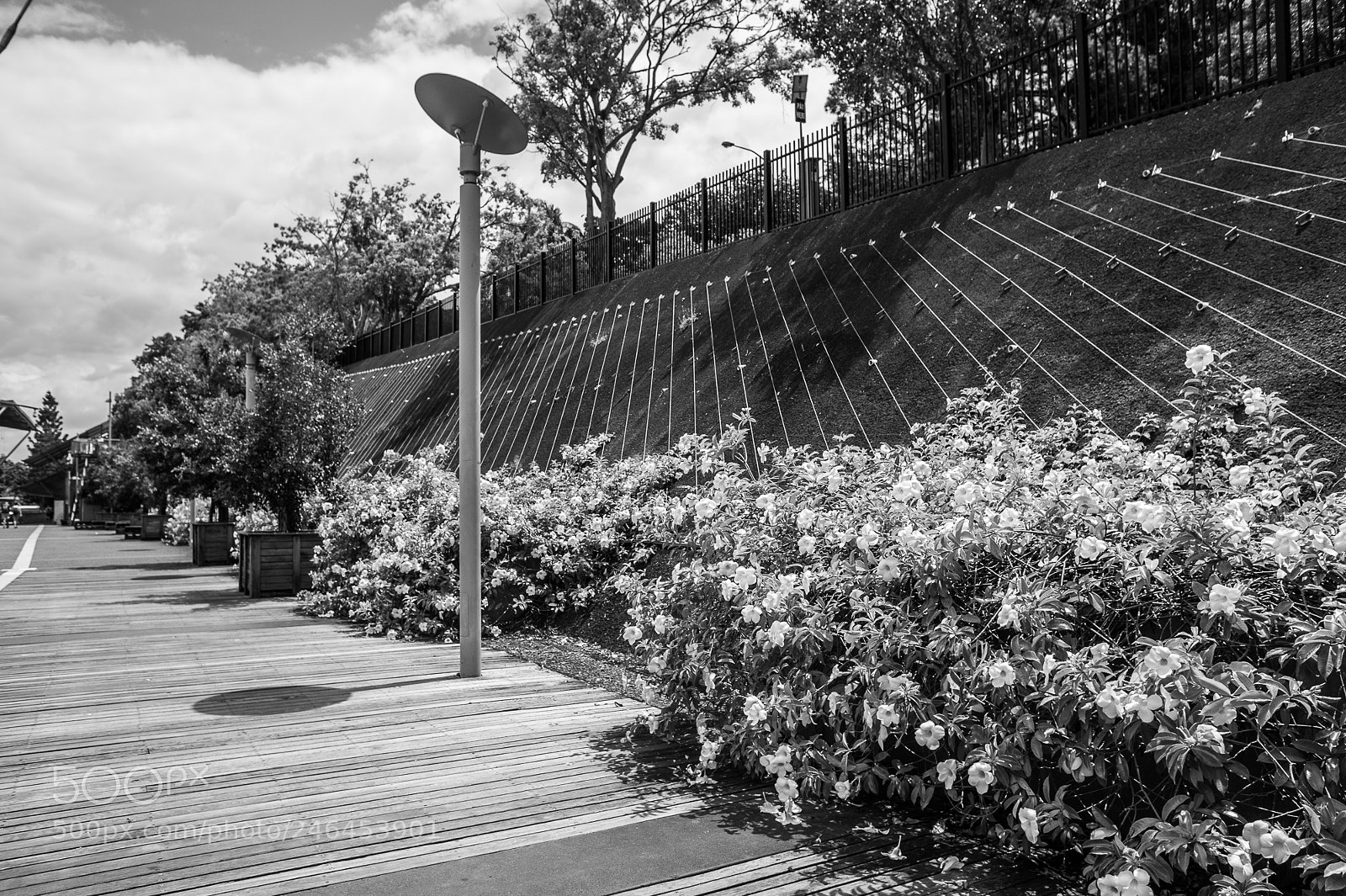 Nikon D700 sample photo. Romastr_parklands photography