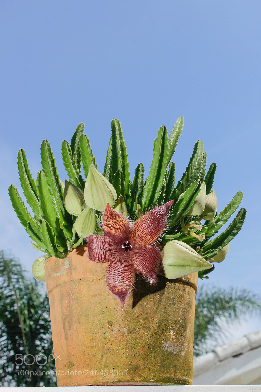 Canon EOS 600D (Rebel EOS T3i / EOS Kiss X5) sample photo. Flor do cacto estrela photography