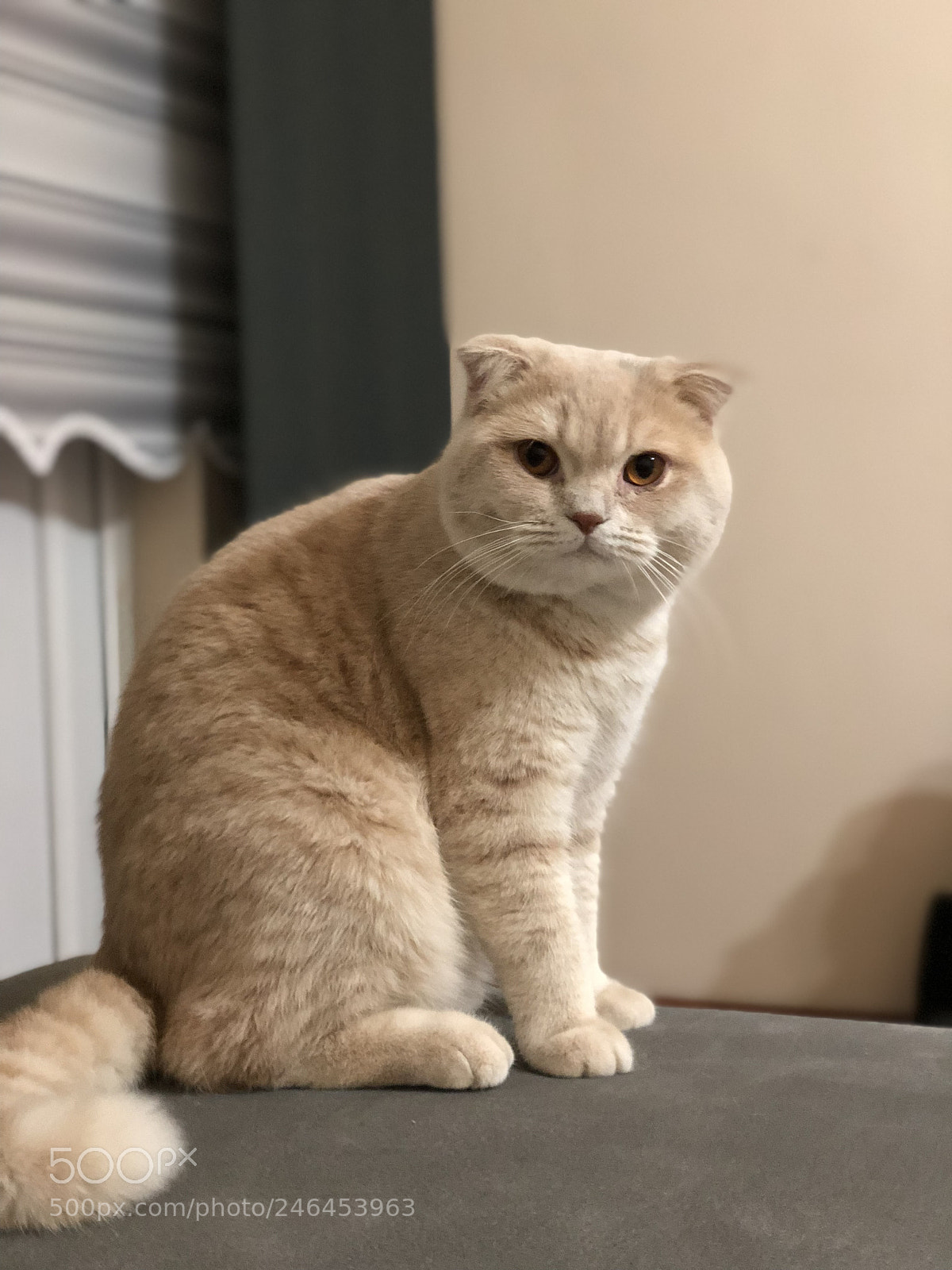 Apple iPhone X sample photo. My cat “pudding” photography