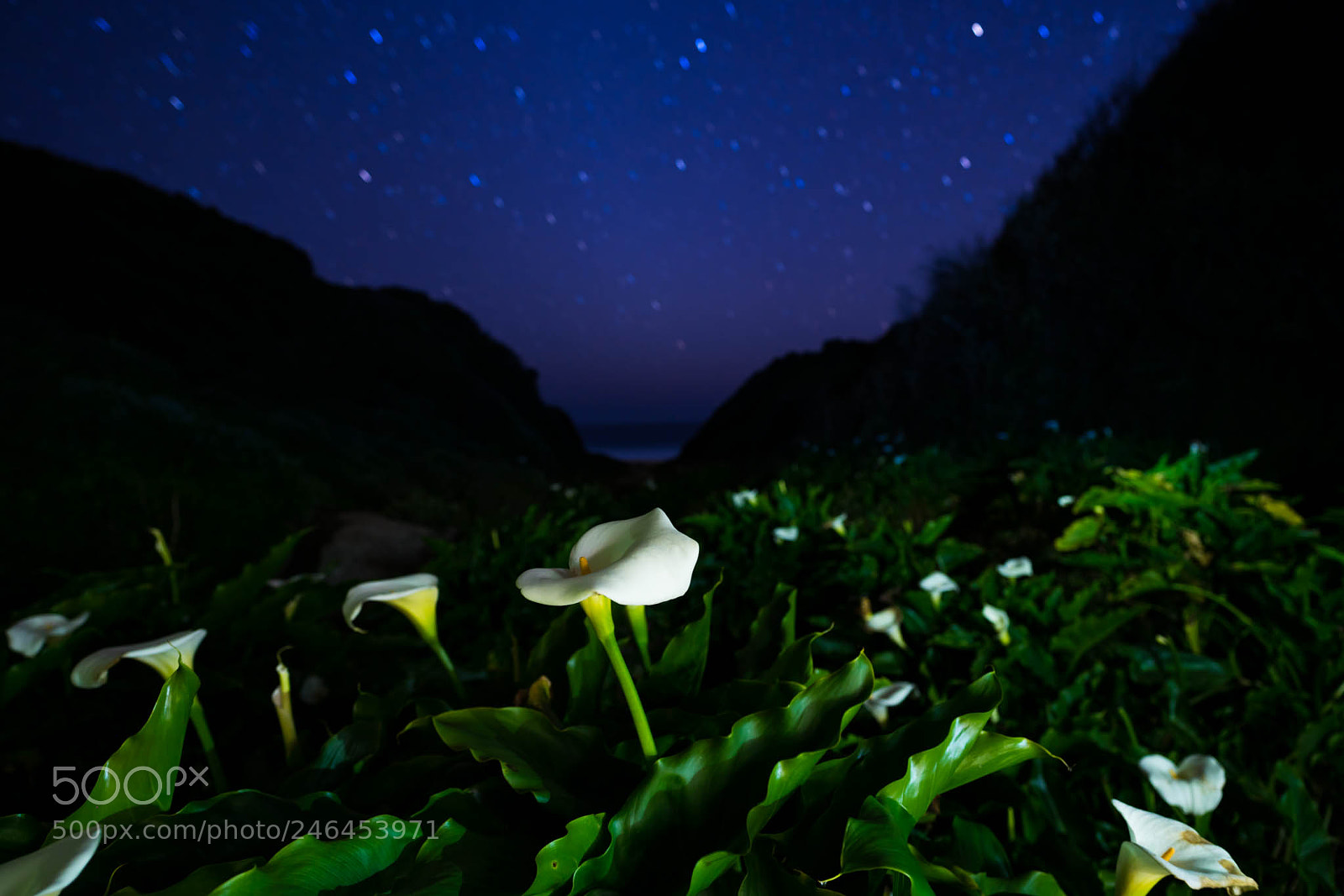 Sony a7R II sample photo. Calla lily valley by photography