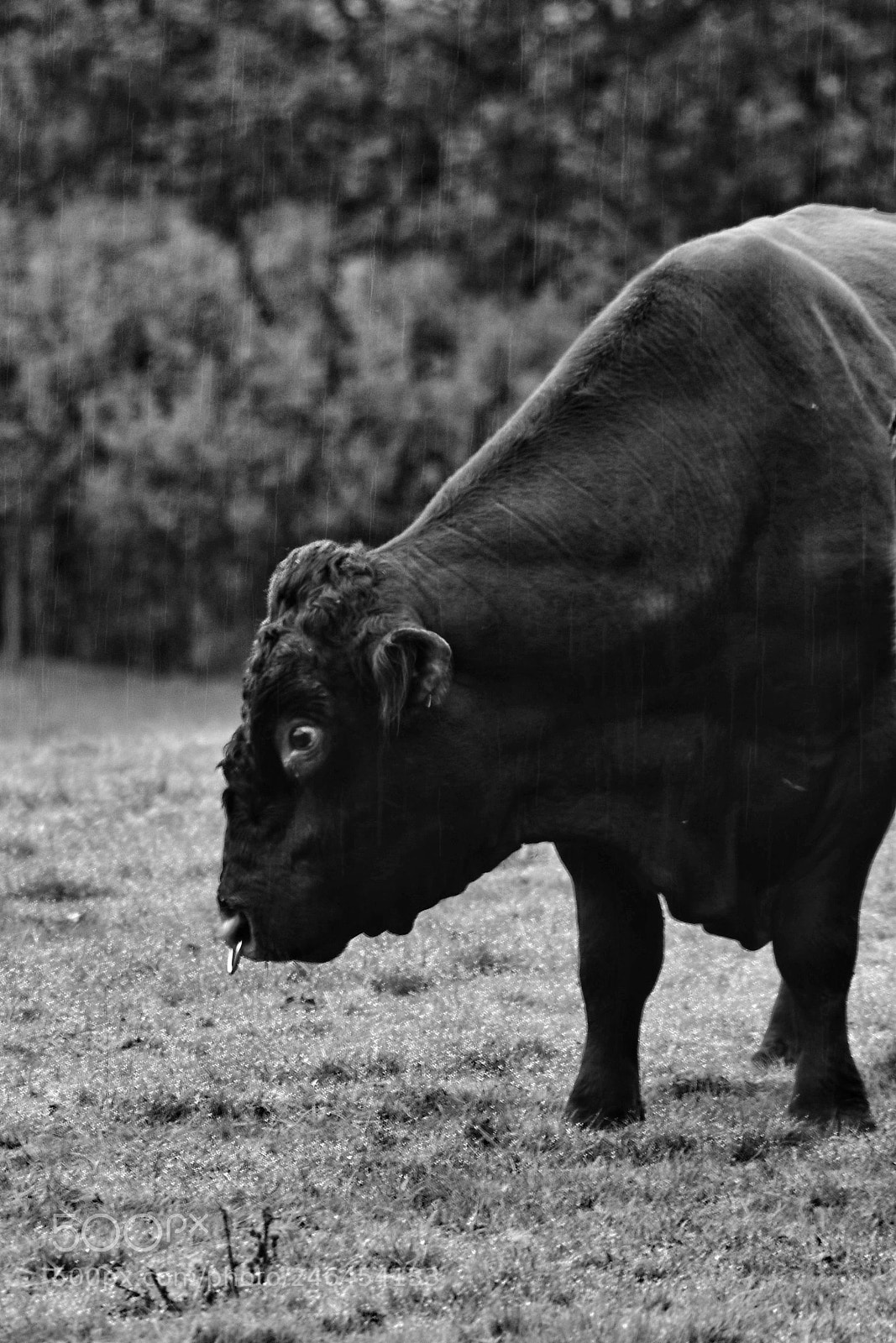 Nikon D5600 sample photo. Bull in the rain. photography
