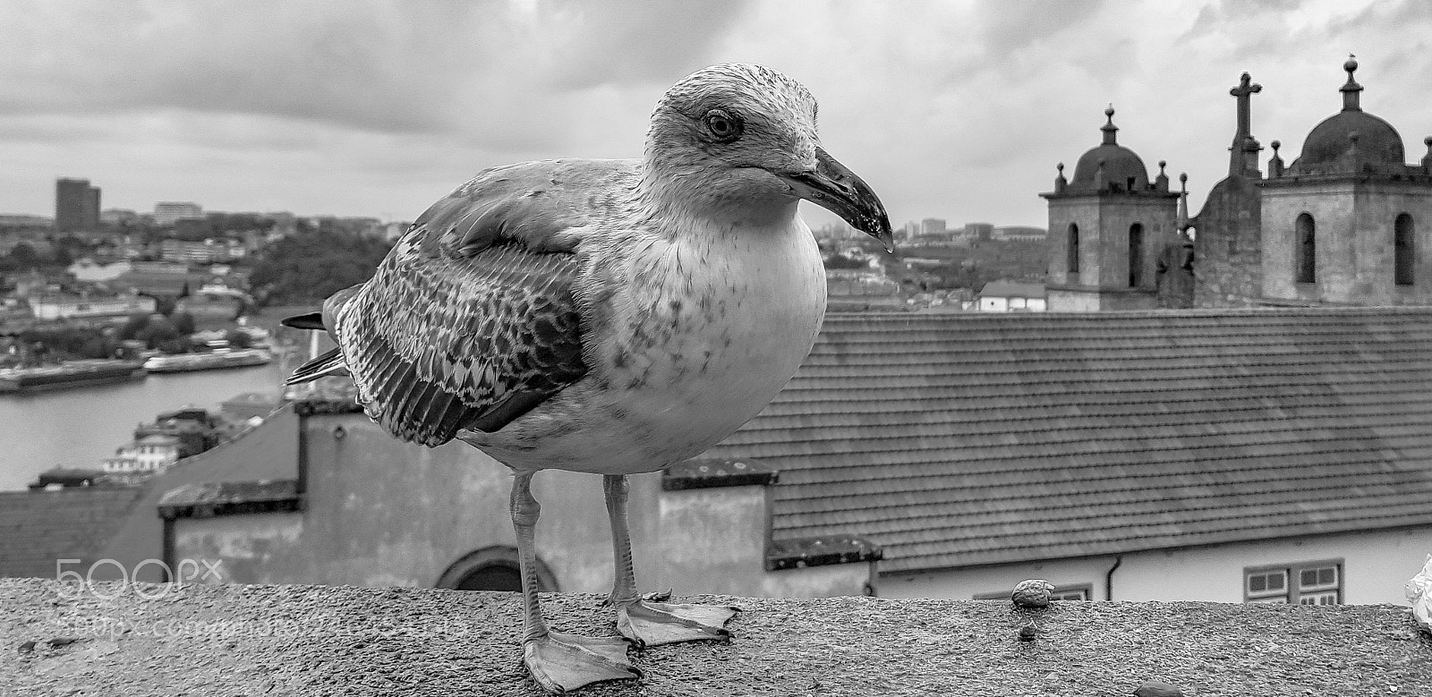 Samsung Galaxy S8 sample photo. Gaivota photography