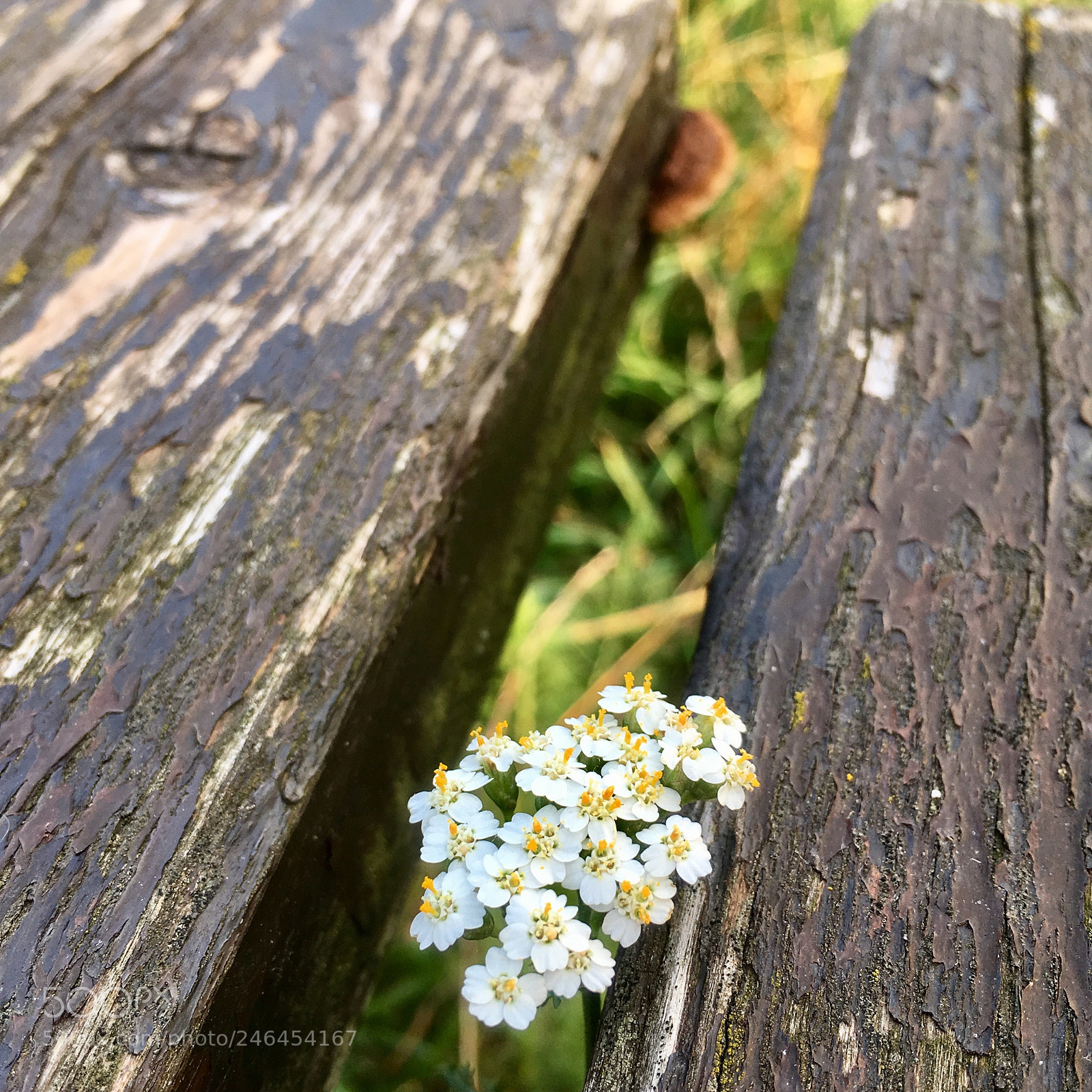 Apple iPhone SE sample photo. White flower photography