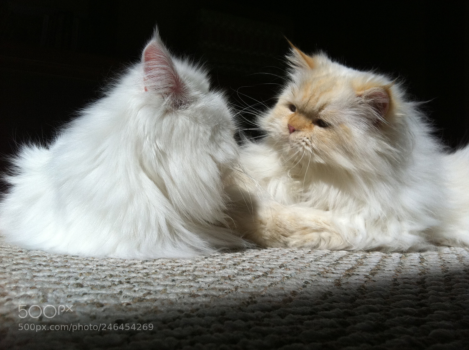 Apple iPhone 4 sample photo. My mother’s cats! photography