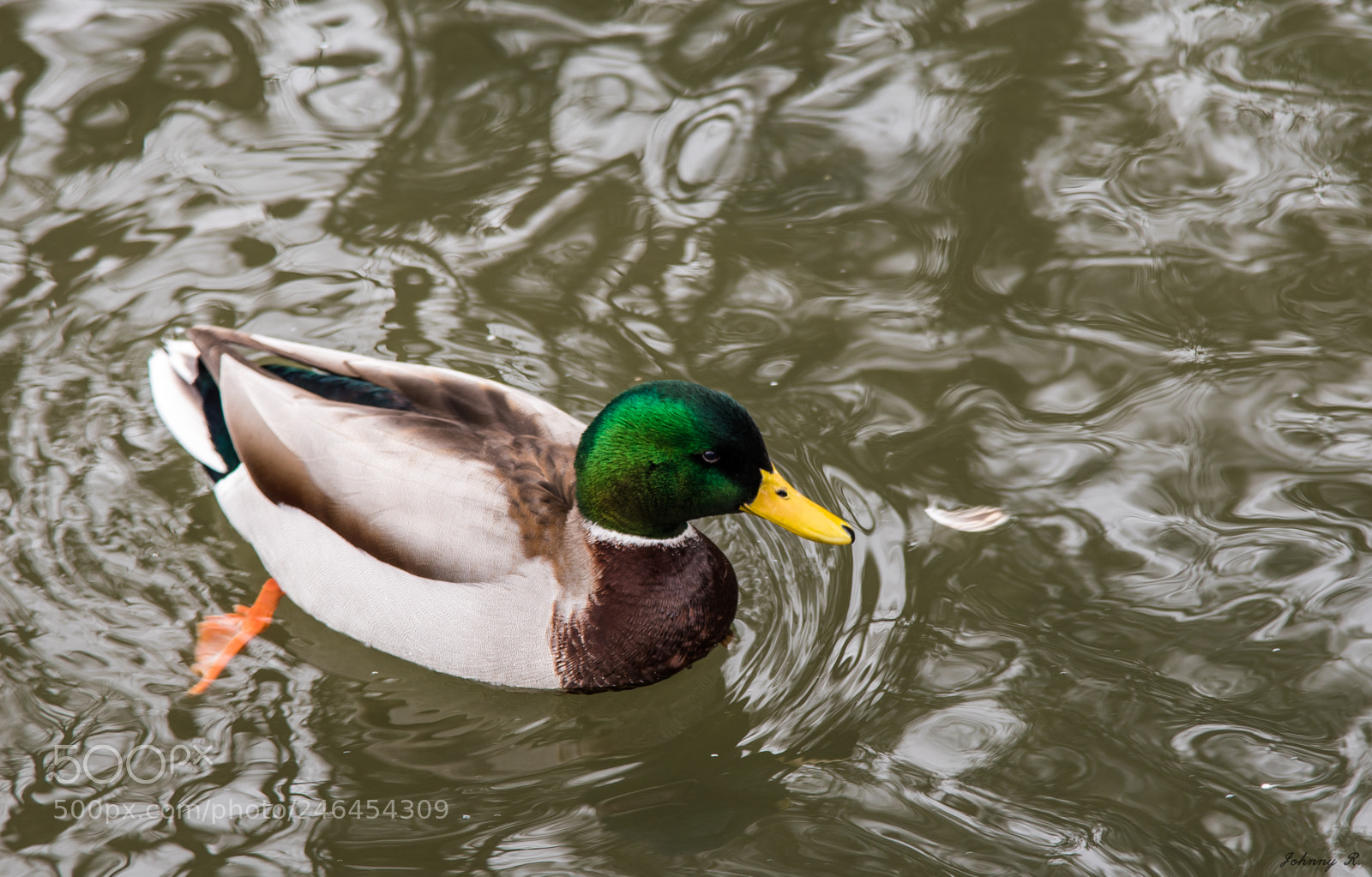 Nikon D5600 sample photo. Duck photography