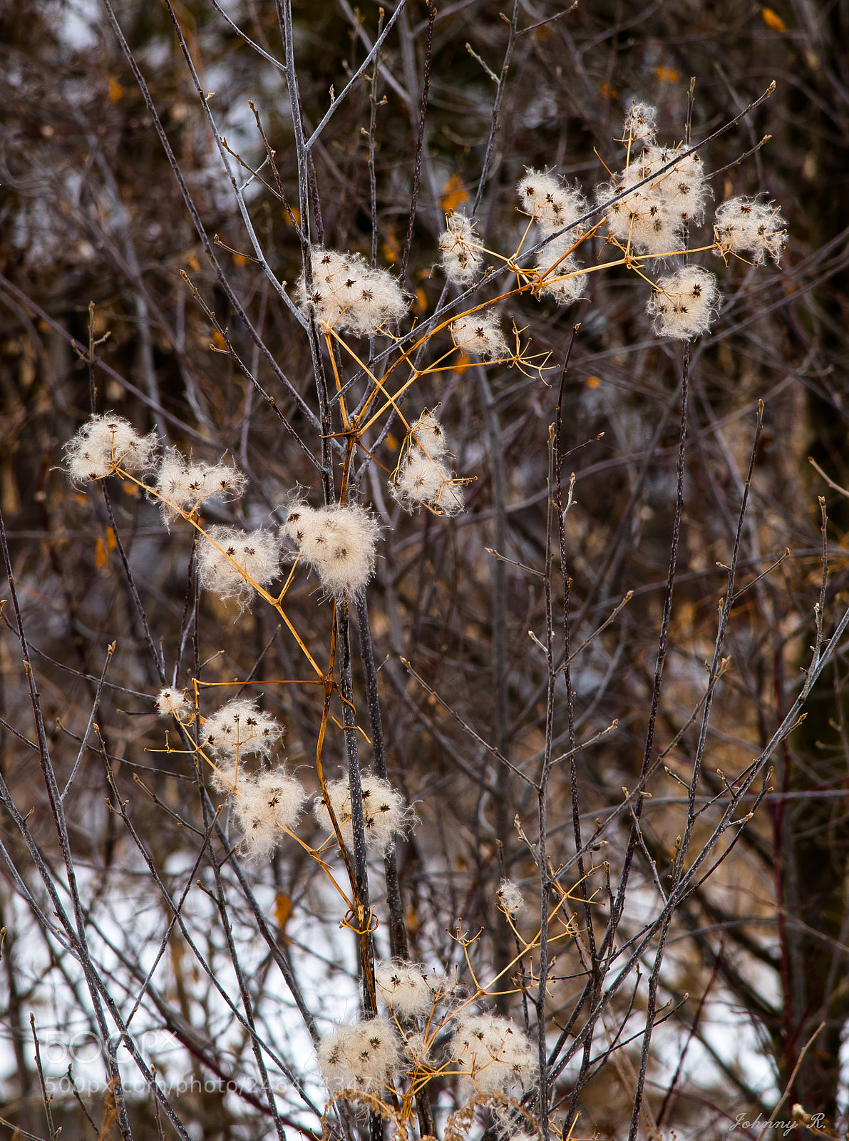 Nikon D5600 sample photo. Defying the winter photography