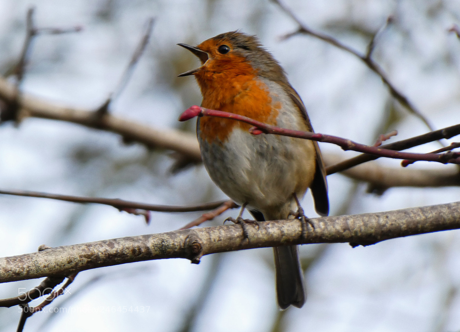 Panasonic DMC-TZ81 sample photo. Singing photography