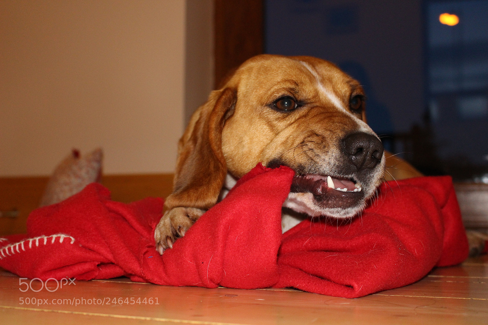 Canon EOS 100D (EOS Rebel SL1 / EOS Kiss X7) sample photo. Blanket snack photography