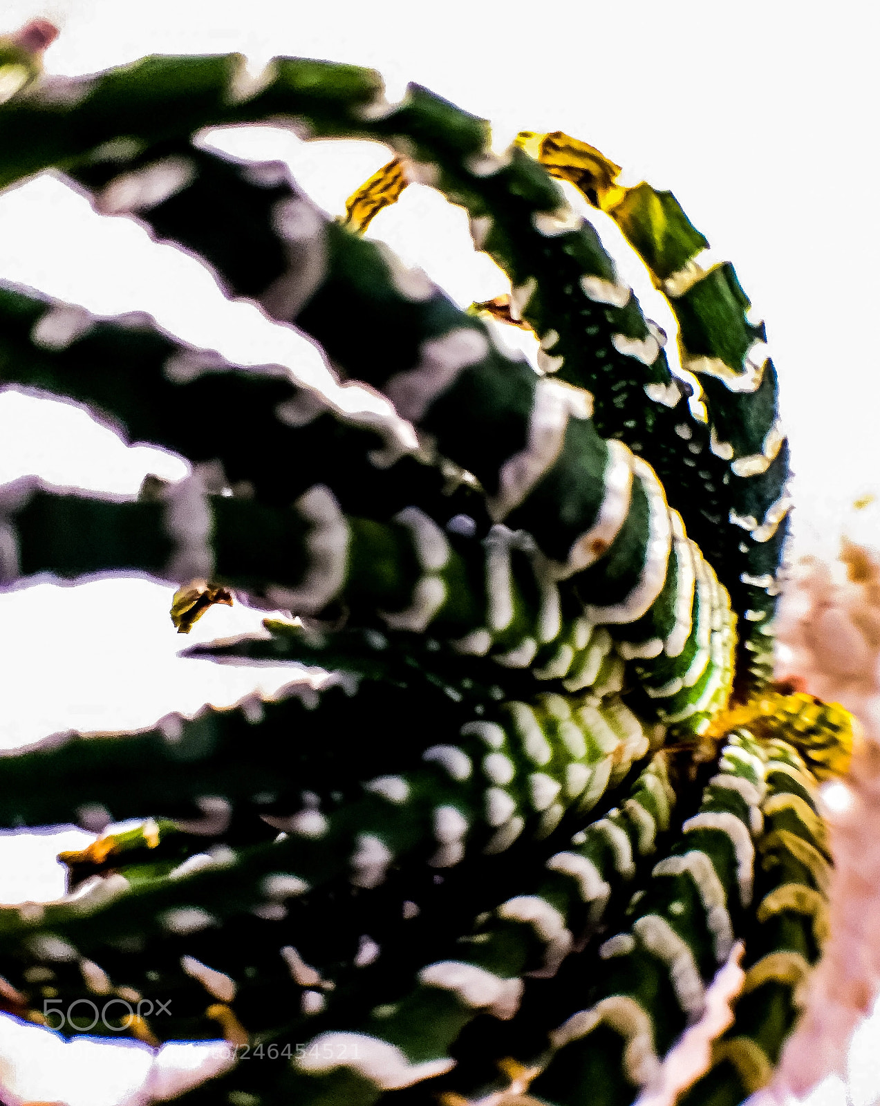 Apple iPhone 6 Plus sample photo. Cactus photography