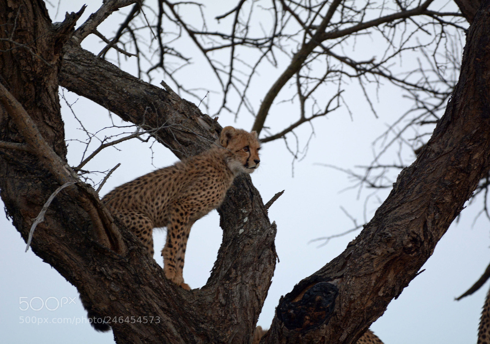Nikon D7100 sample photo. Cheetah cub. photography