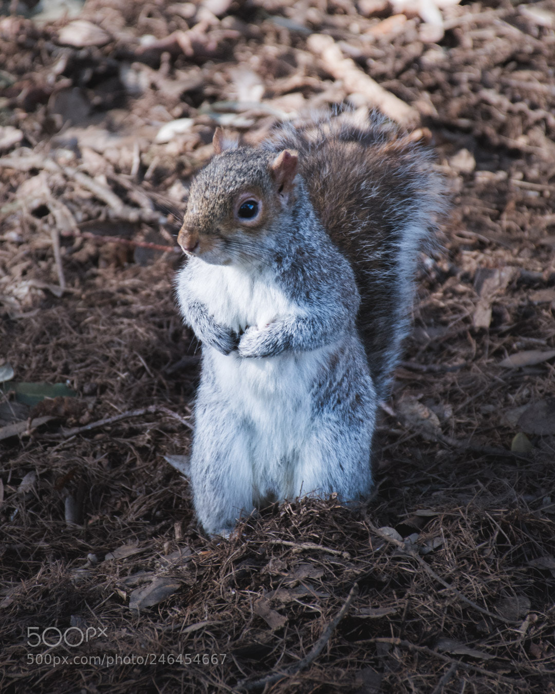 Nikon D5200 sample photo. Squirrel photography