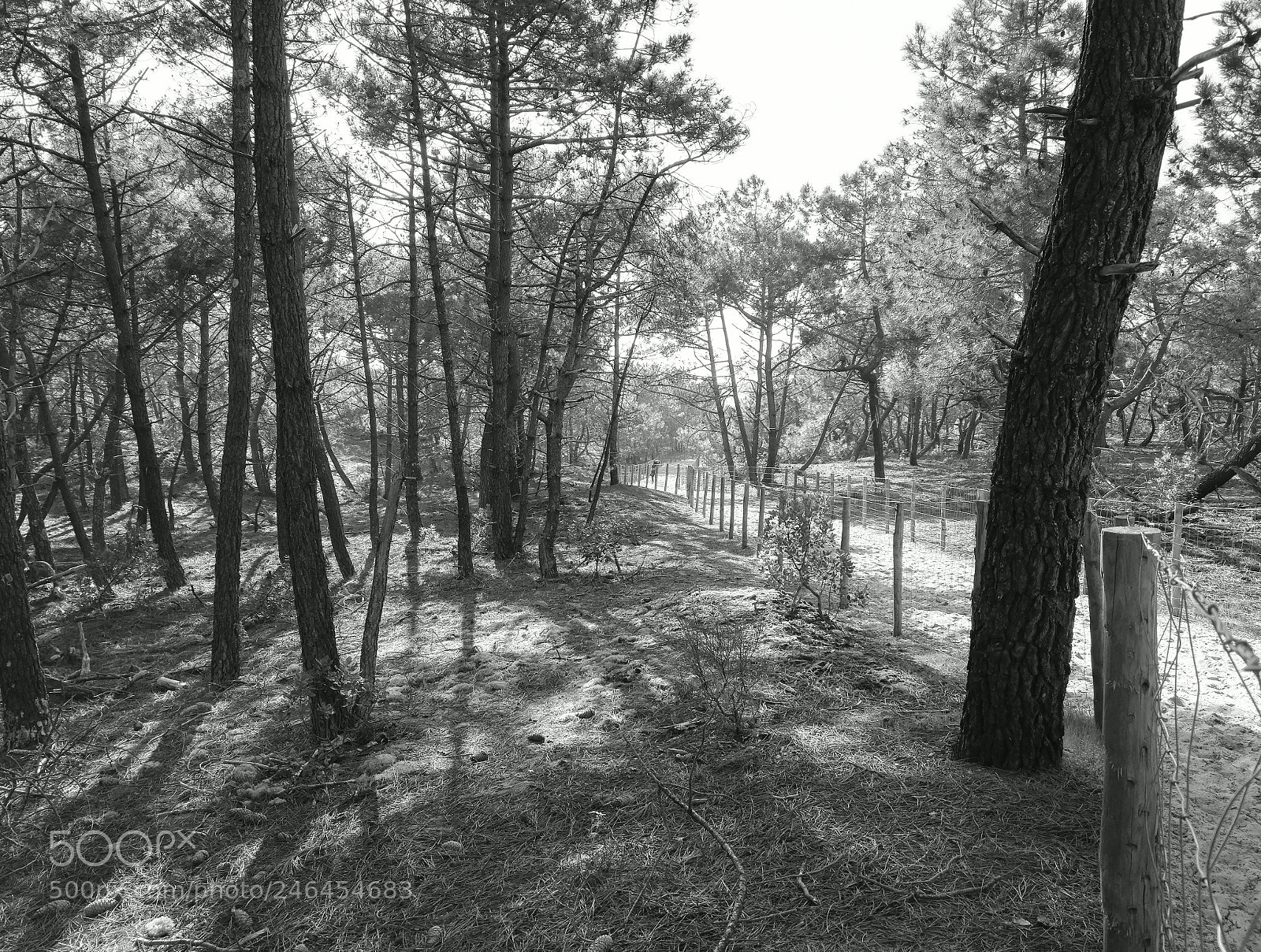 HUAWEI Honor 7 sample photo. Untitled photography