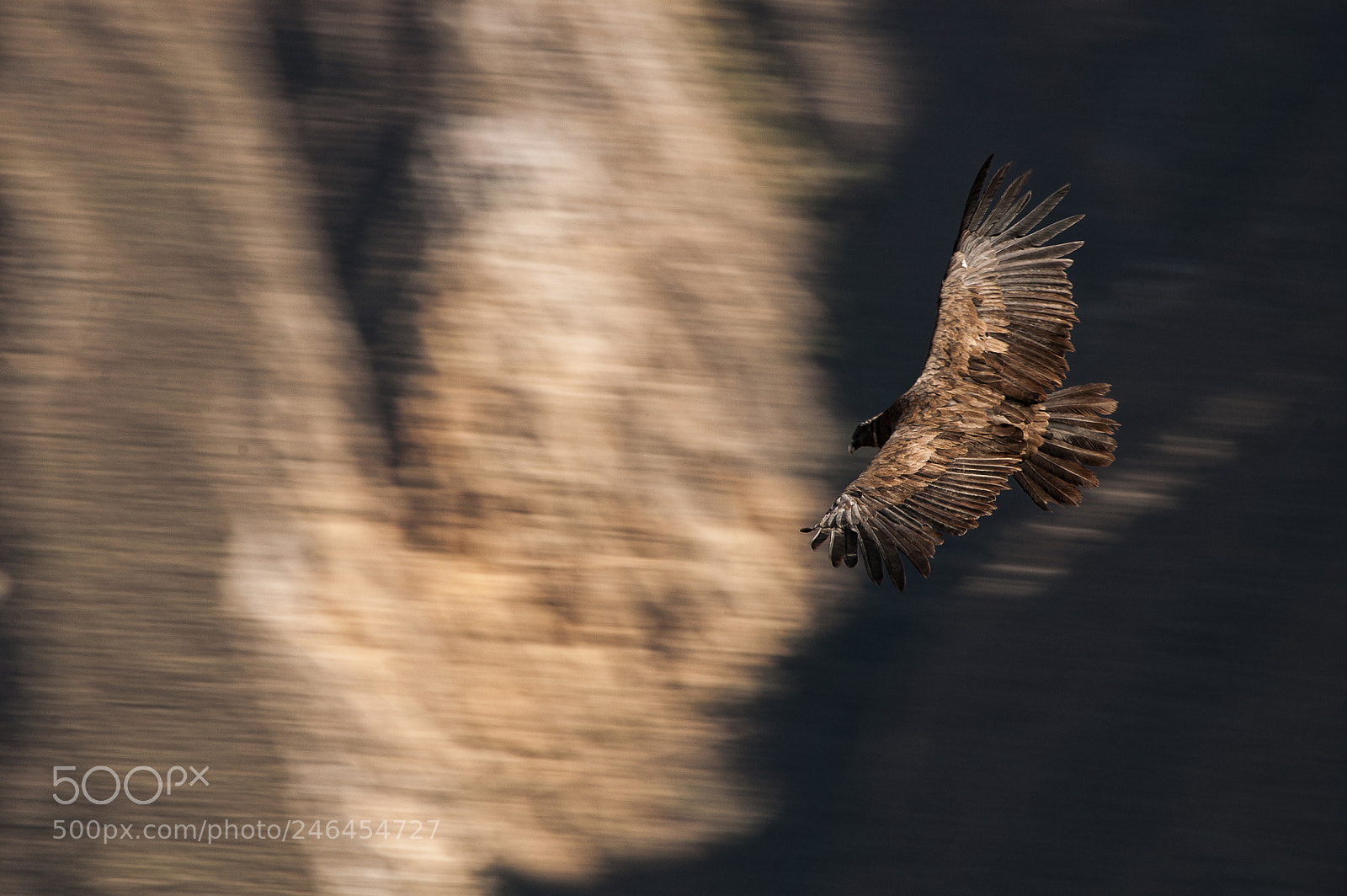 Nikon D40 sample photo. Condor view photography