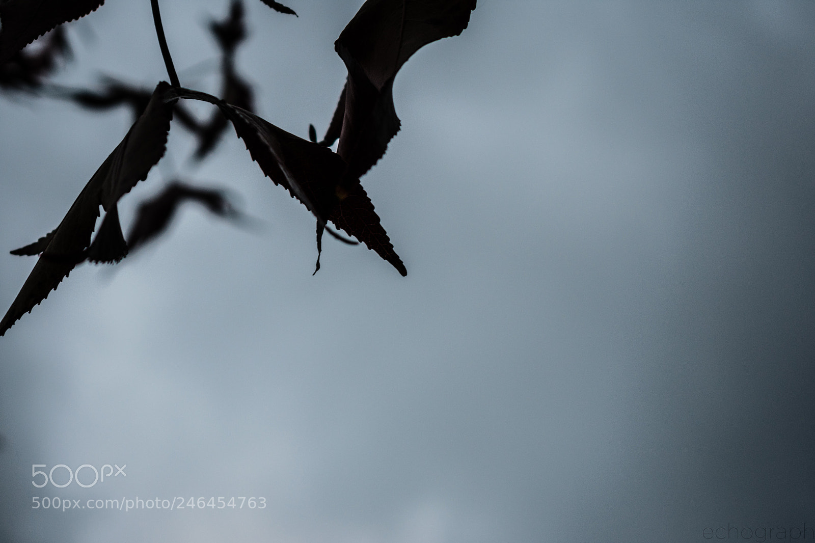 Nikon D3400 sample photo. Magic bat photography