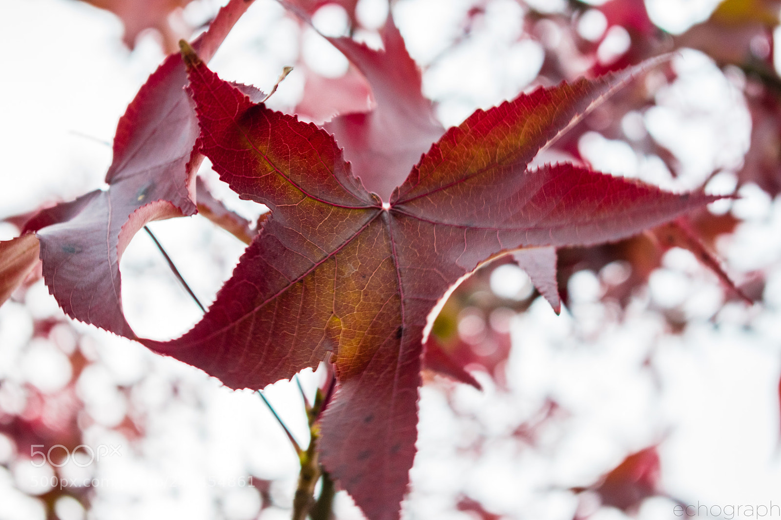 Nikon D3400 sample photo. Powerful color photography