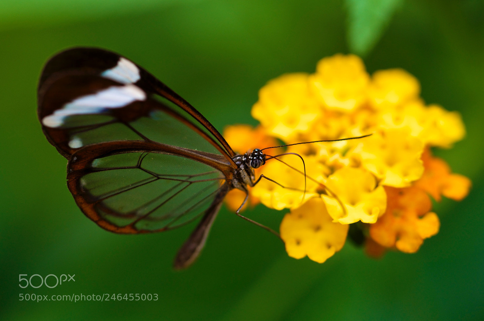 Nikon D5100 sample photo. Butterfly photography