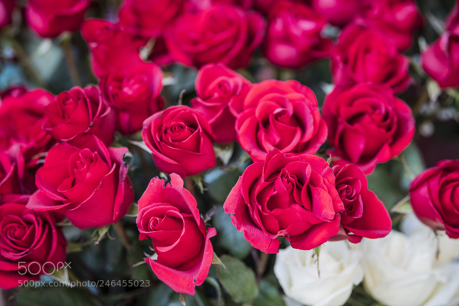 Nikon D850 sample photo. Flower red photography